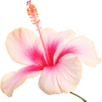Hibiskusblüte in Rosatönen – Symbol für ein blühendes Business, Weiblichkeit und kreative Entfaltung